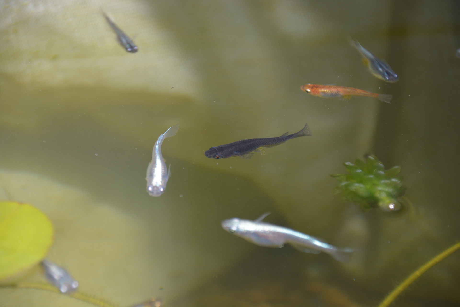 ごちゃまぜになりやすいメダカの品種と体型 こうきちのメダカ飼育 果樹栽培日記